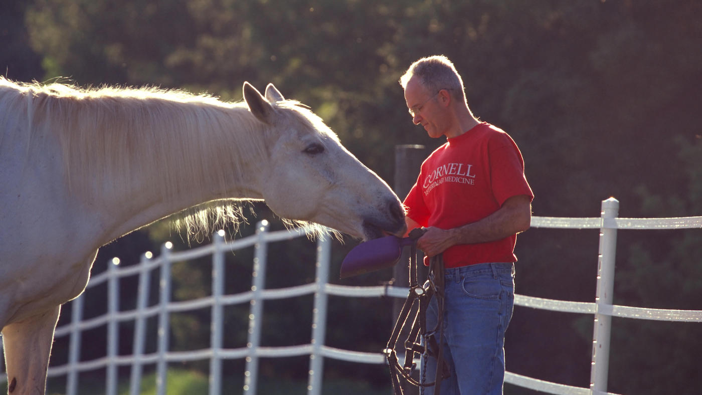 Catching horse: groundwork exercises can improve the experience