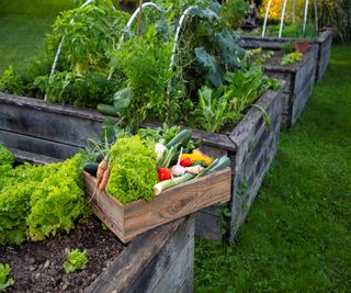 Wooden raised beds growing healthy vegetables