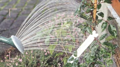 Watering can watering the leaves of a plant in the garden showing a hot weather watering mistake