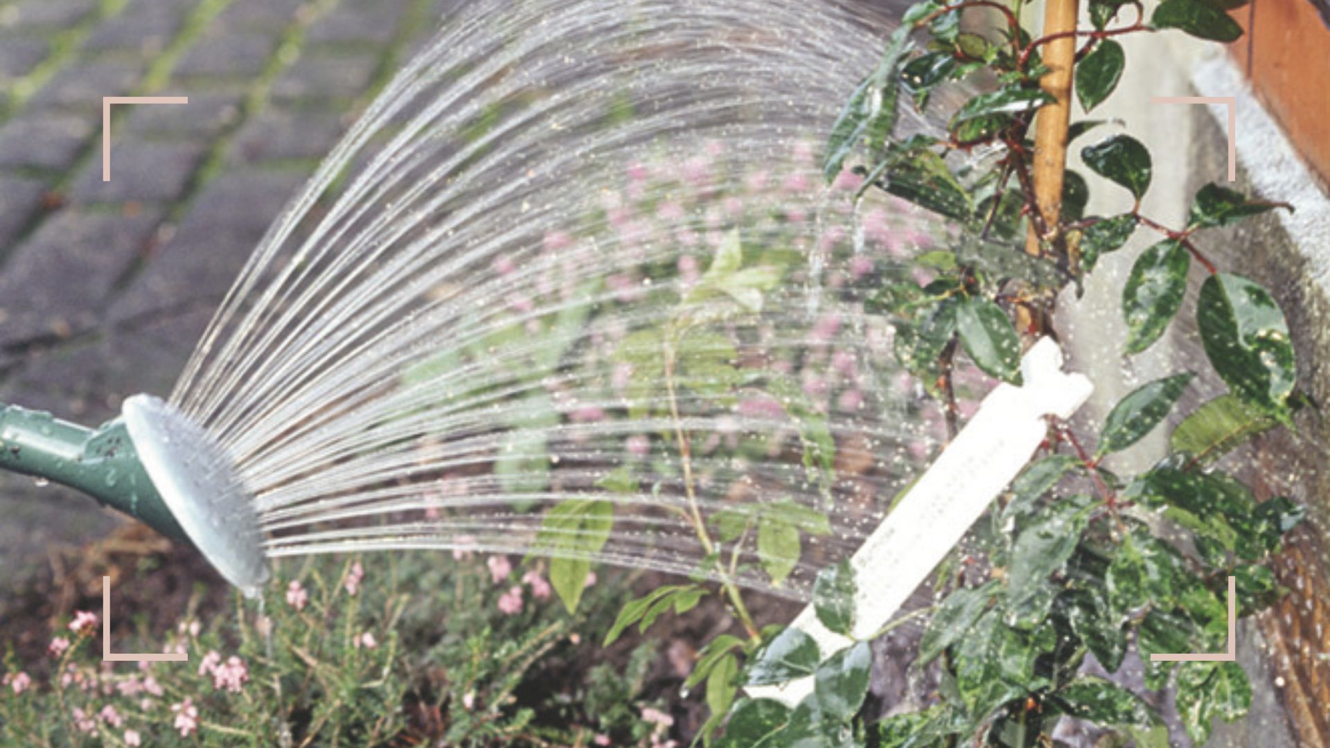Watering can watering the leaves of a plant in the garden showing a hot weather watering mistake 