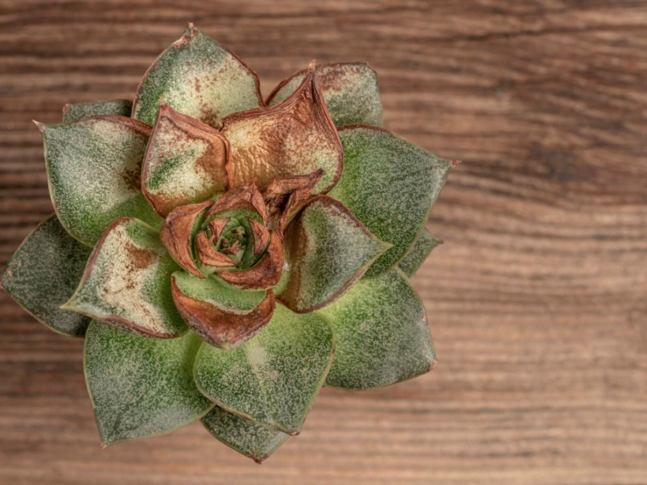 A Dying Succulent Plant