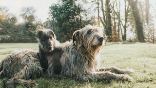 Irish Wolfhound lying down with puppy