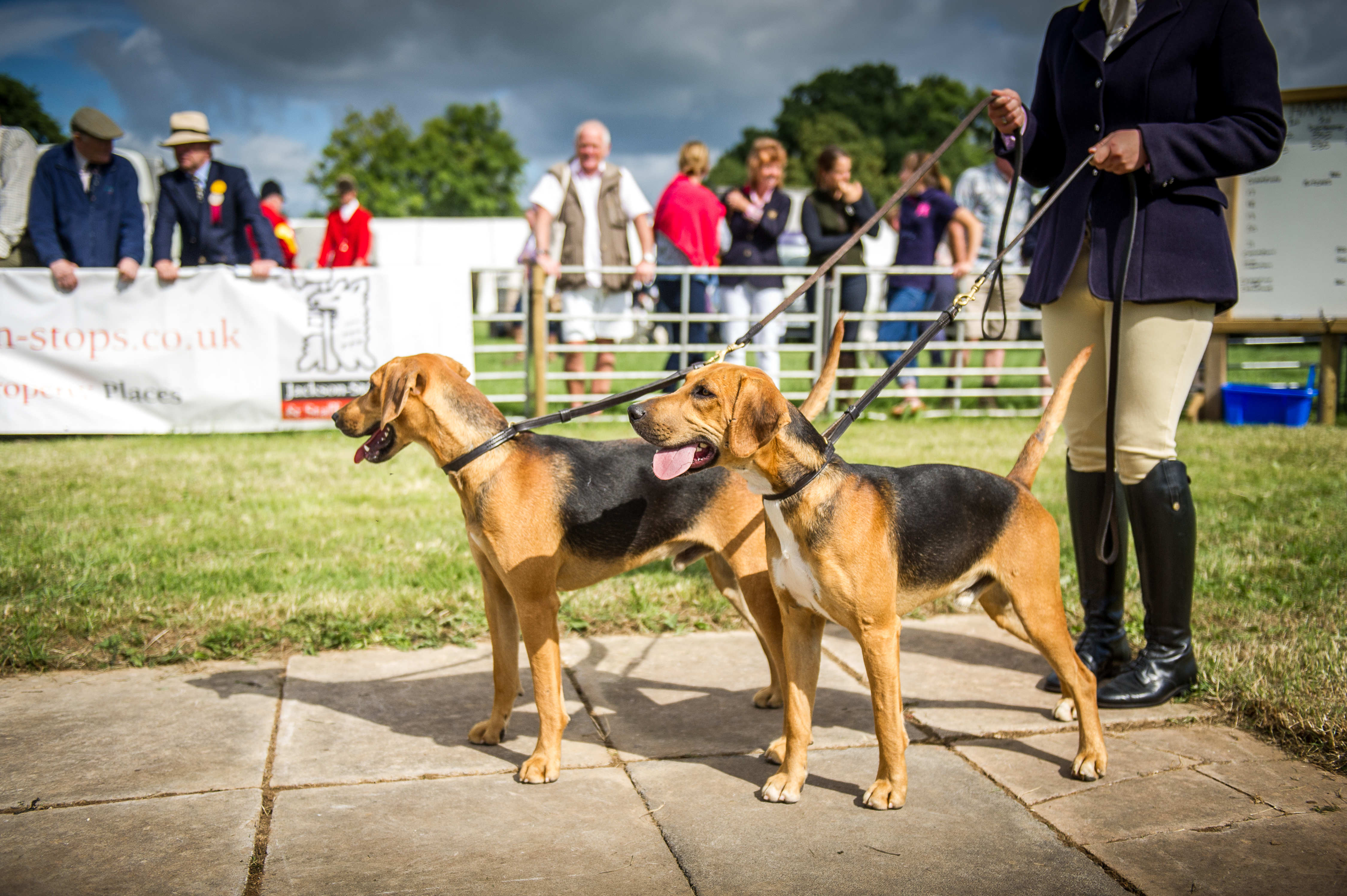 West of England Hound Show 2016 Honiton &mdash; Ross Barrier & Barman take the best couple of doghounds during the judging of the harrier classes