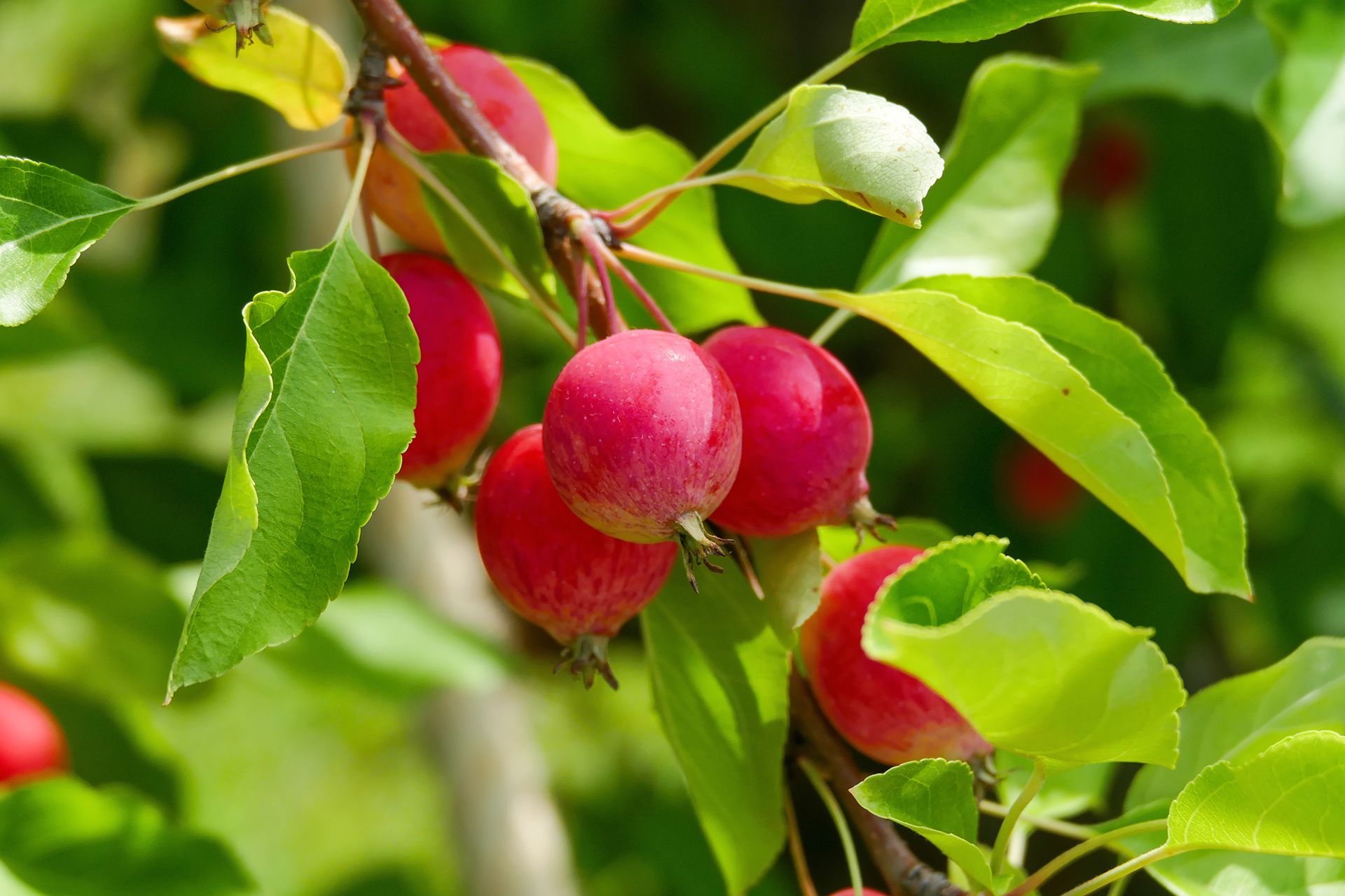 close up of crab apple in an orchard