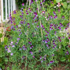 Sweet peas in garden