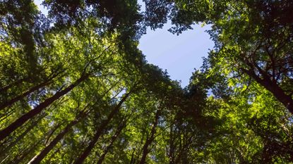 The tops of trees form a heart shape in the sky.