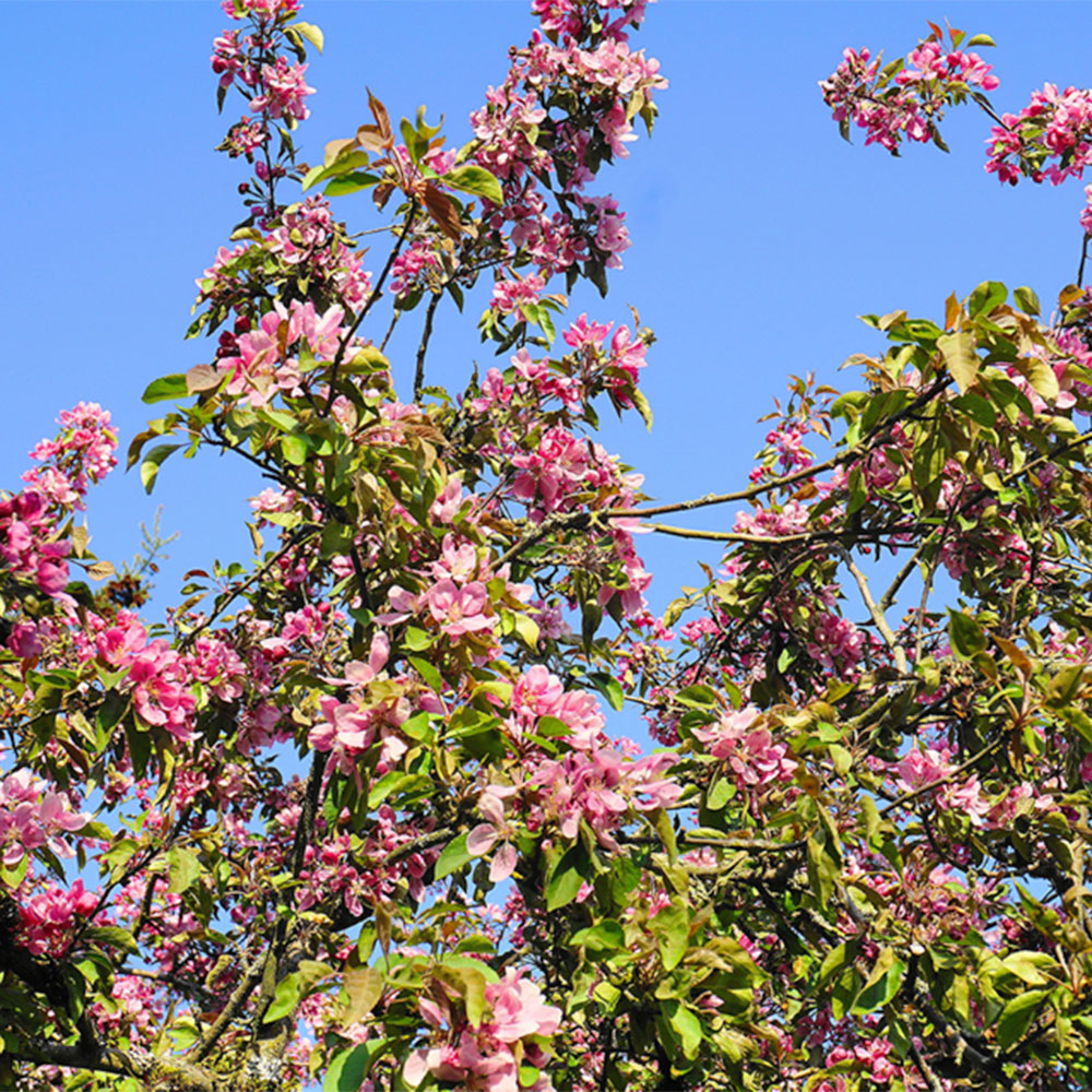 crab apple tree with blossom in spring