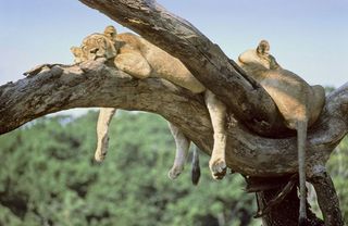 lion sleeping in a tree