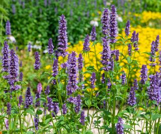 Giant Hyssop flowering in a garden