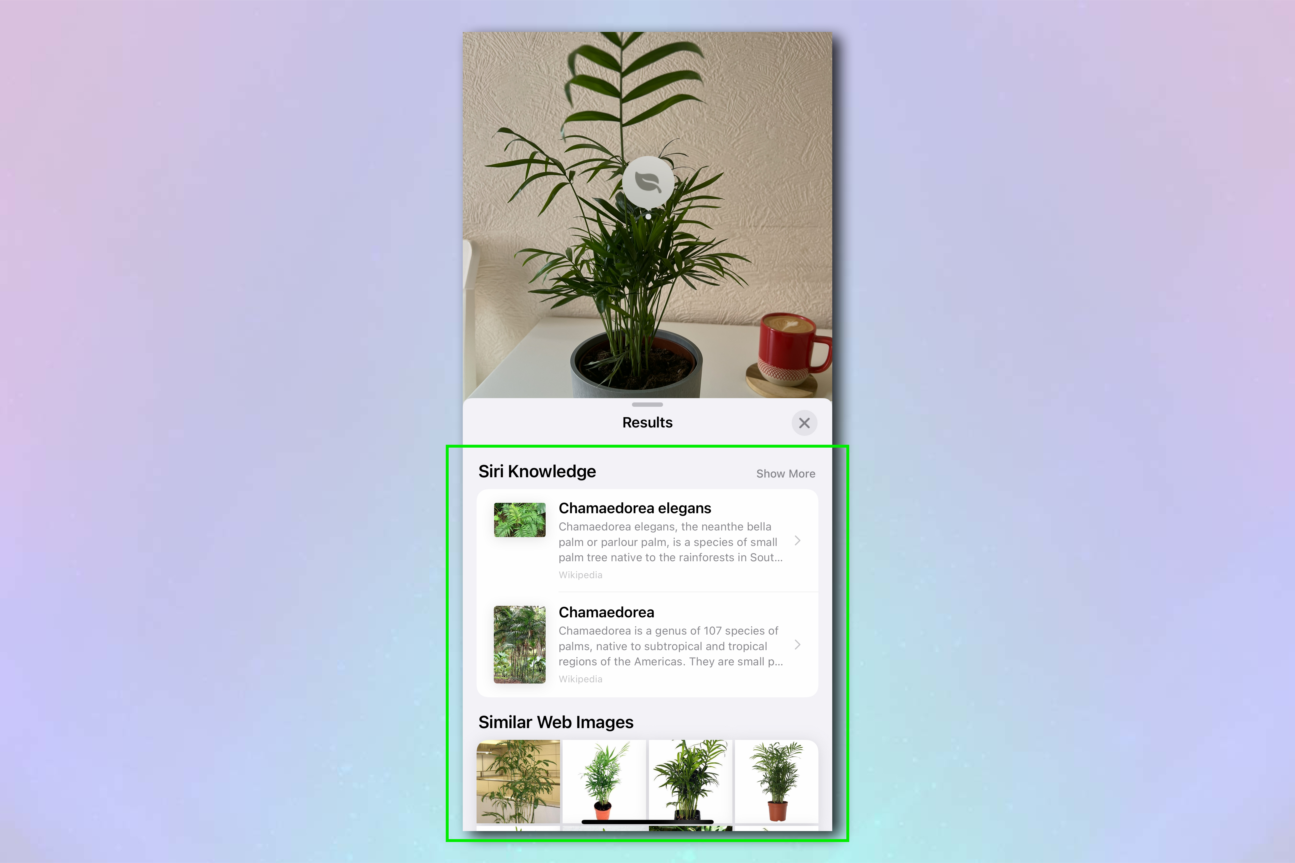 A screenshot of the iPhone image information panel after a visual search, showing the results of the online lookup