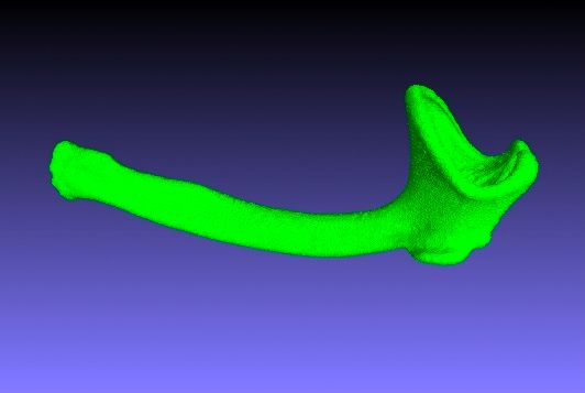 3D scan of a honey badger&#039;s baculum.