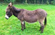 missing donkey
