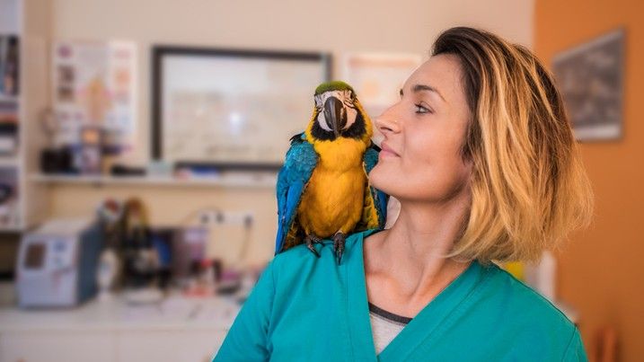 Should you get a parrot for a pet? | PetsRadar