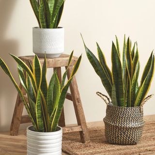selection of three large snake plants in various neutral pots