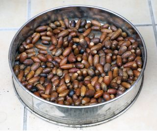 Soaking acorns