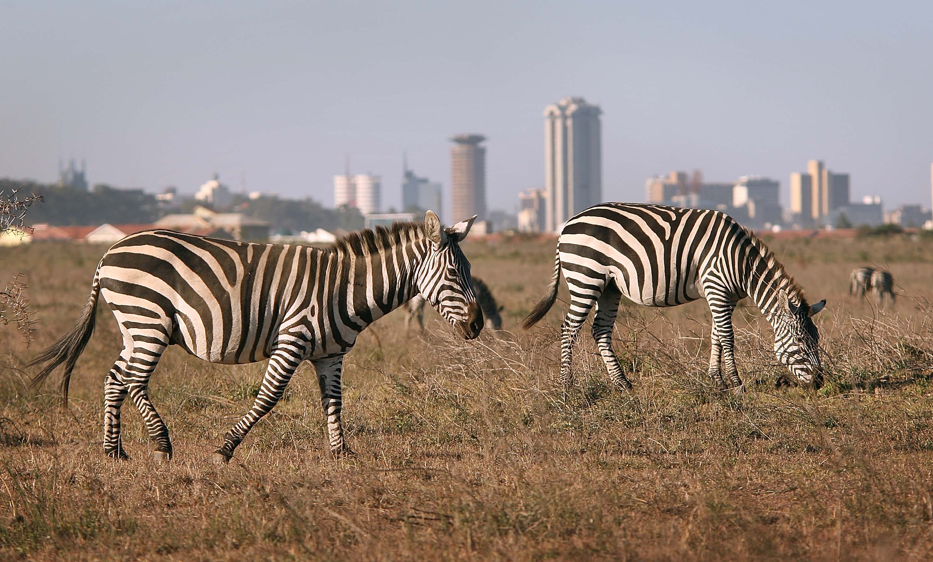 Zebras in Nairobi National Park in Kenya