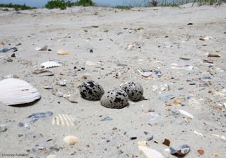Oystercatchers lay clutches of three eggs on open sand beaches