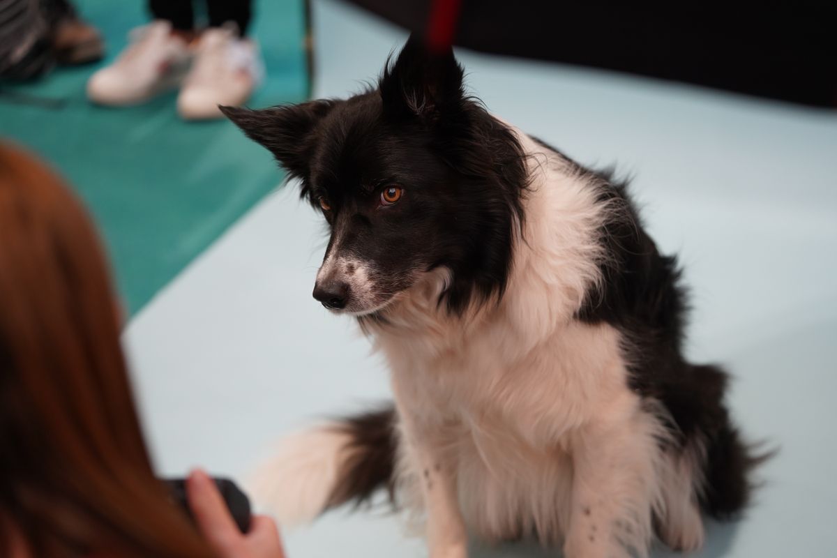 The dogs that stole our hearts at The Photography and Video Show 2022