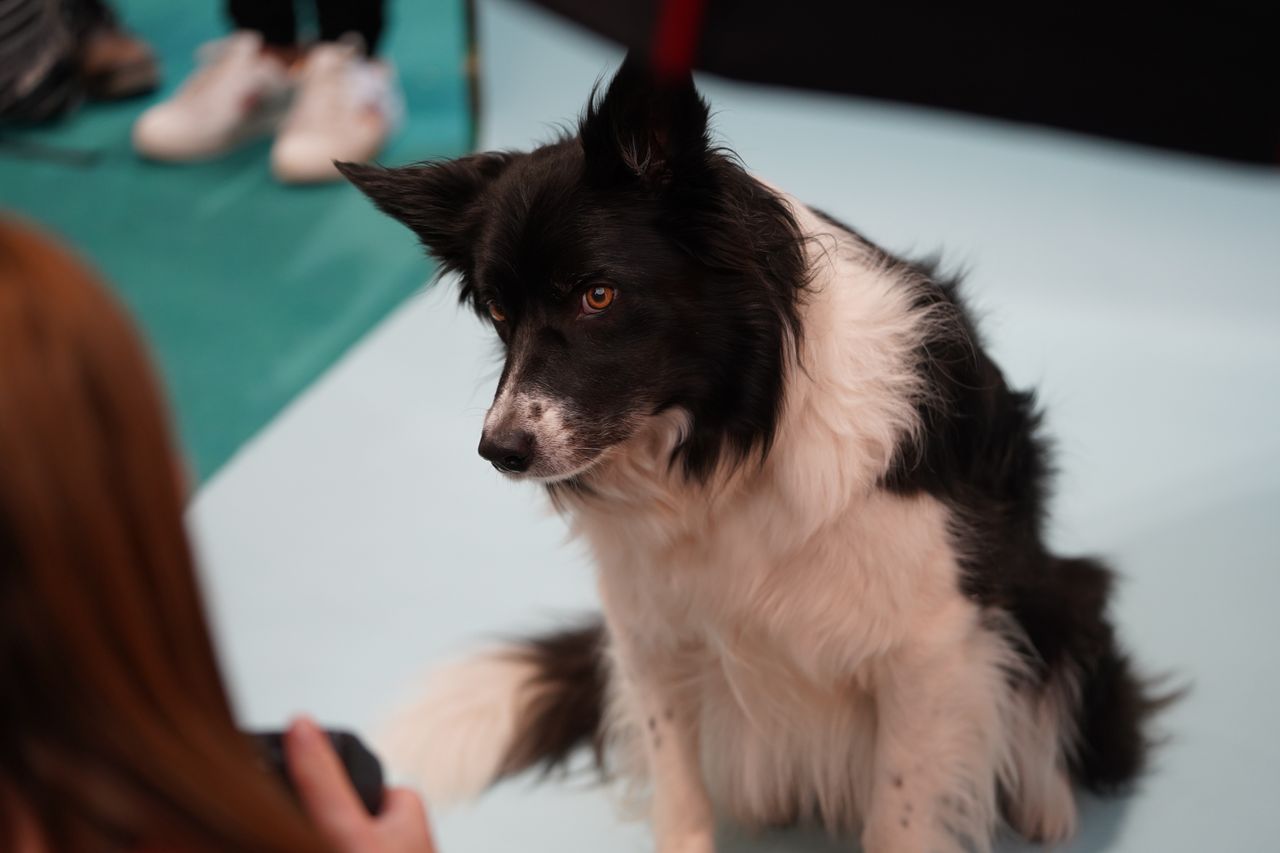 The dogs that stole our hearts at The Photography and Video Show 2022