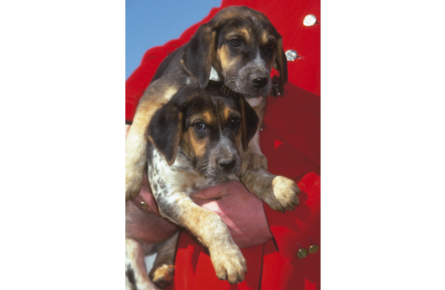 Hound-puppies.jpg