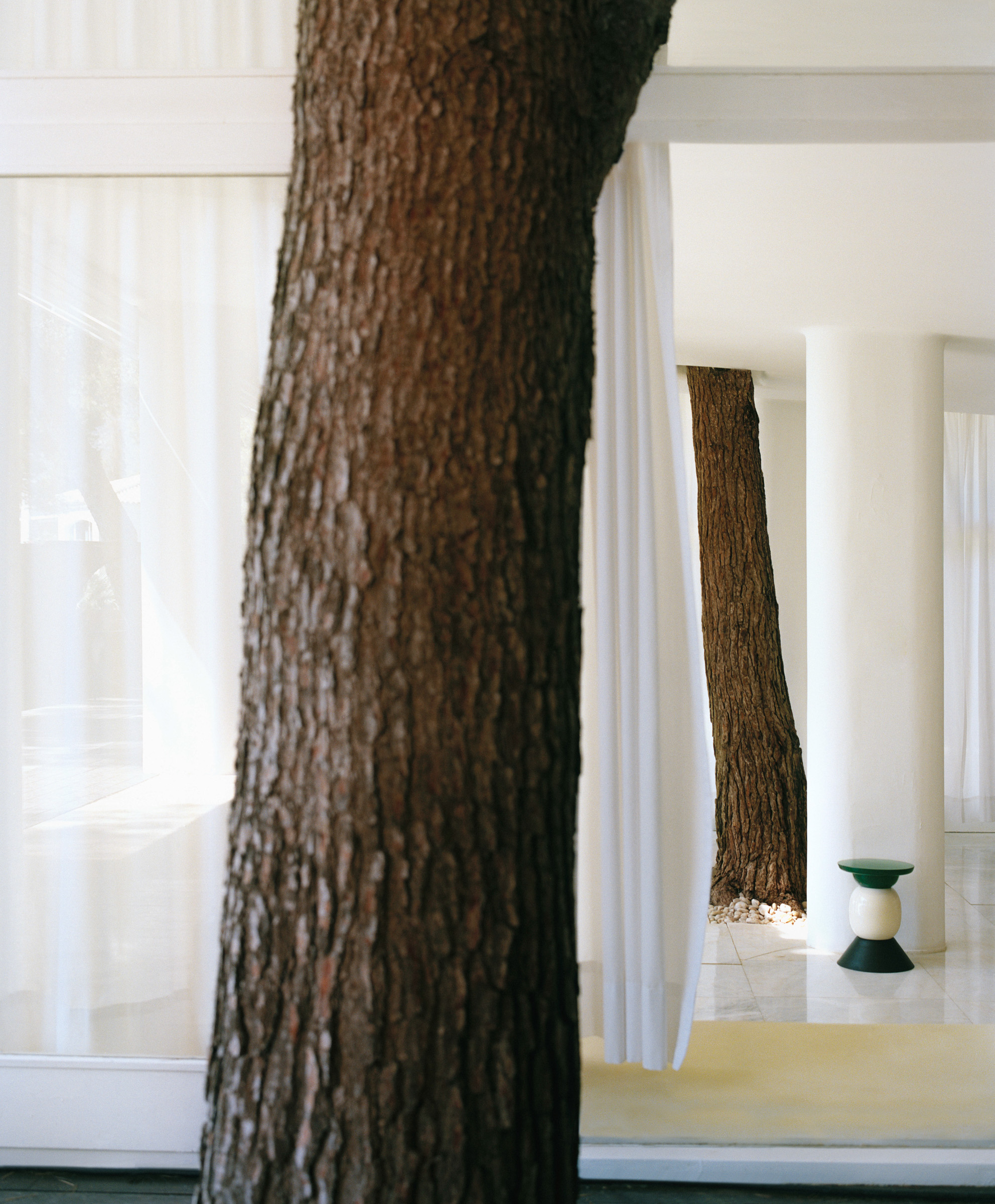 tree trunks layered with white interior space