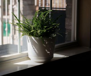 fern plant in a white pot on windowsill at day light