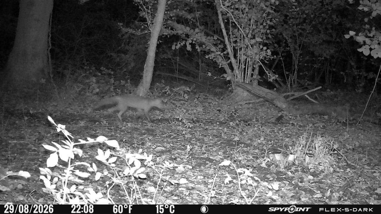 Nighttime images from the Spypoint FLEX-S-Dark trail camera