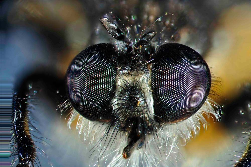 close-up of robber fly eyes