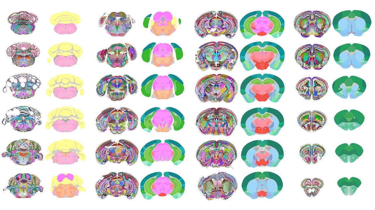 A selection of dozens of slices of an artificially-generated image of a mouse brain
