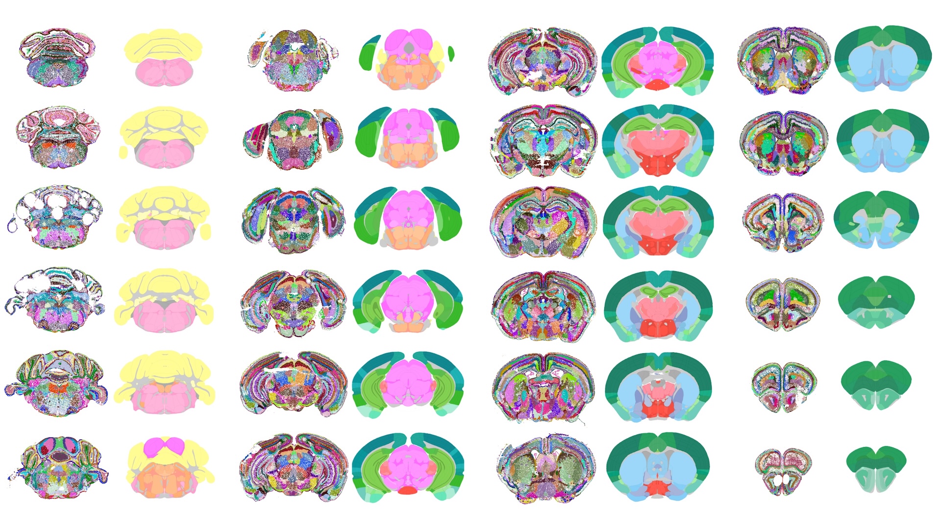 A selection of dozens of slices of an artificially-generated image of a mouse brain