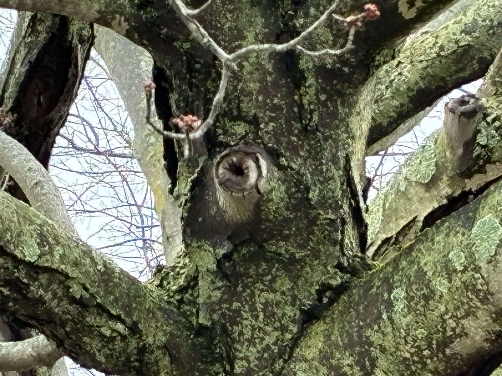 Apple iPhone 17e camera sample.