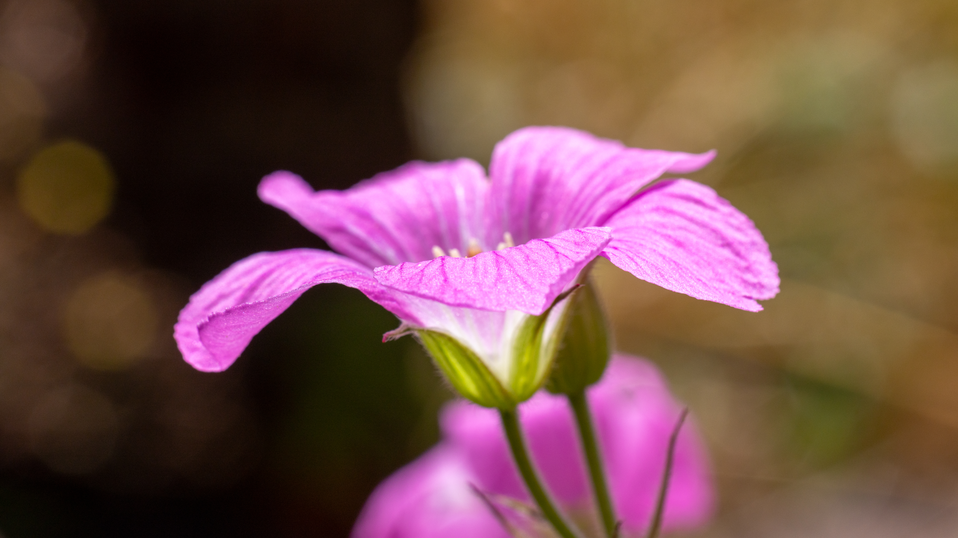 pink flower