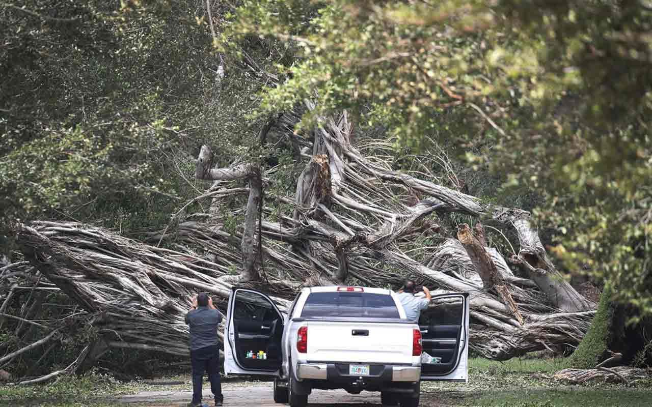 Understand the Rules for Fallen Trees