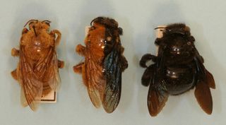 Carpenter bee gynandromorph comparison