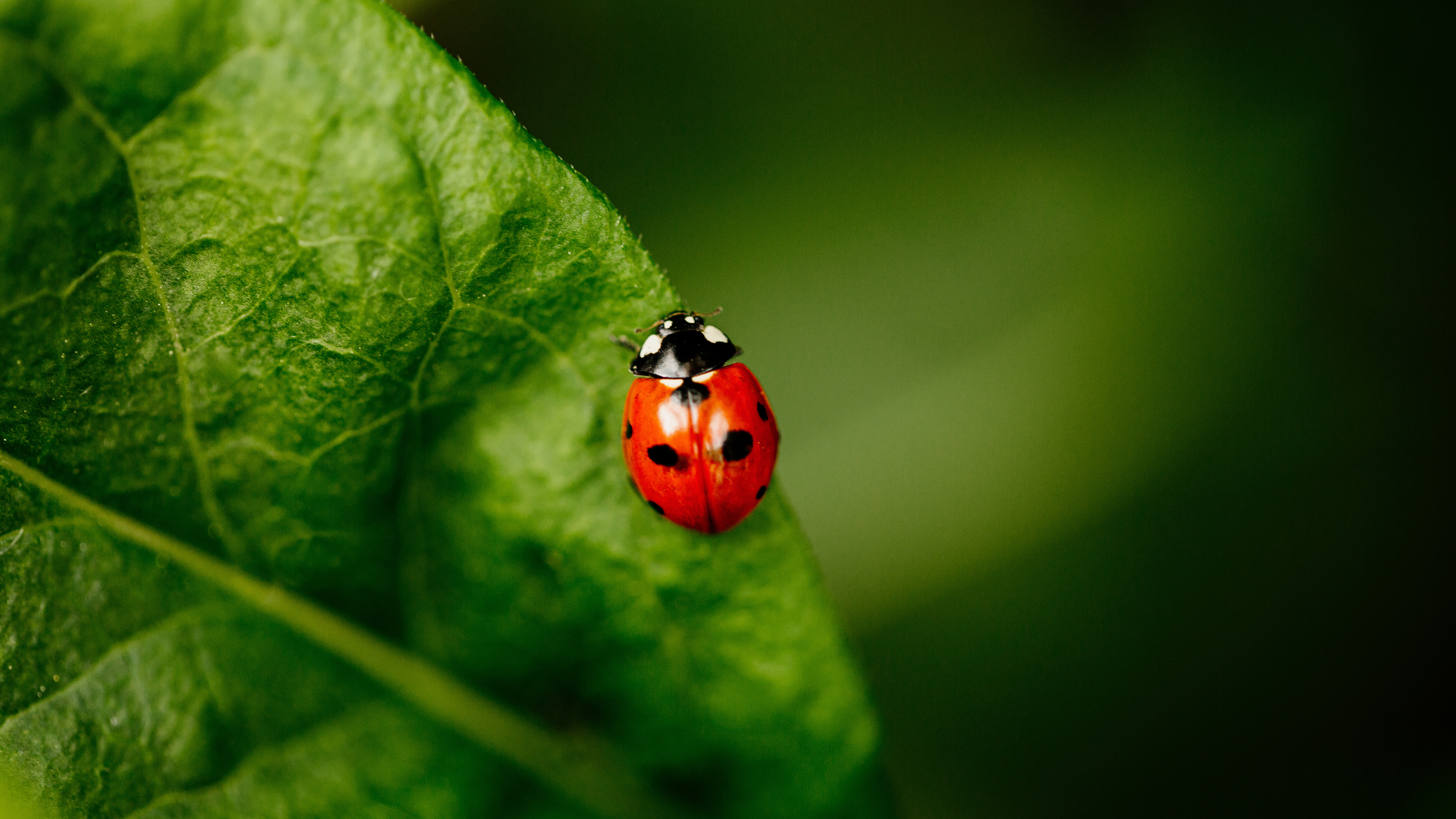 Ladybird on green leaf.