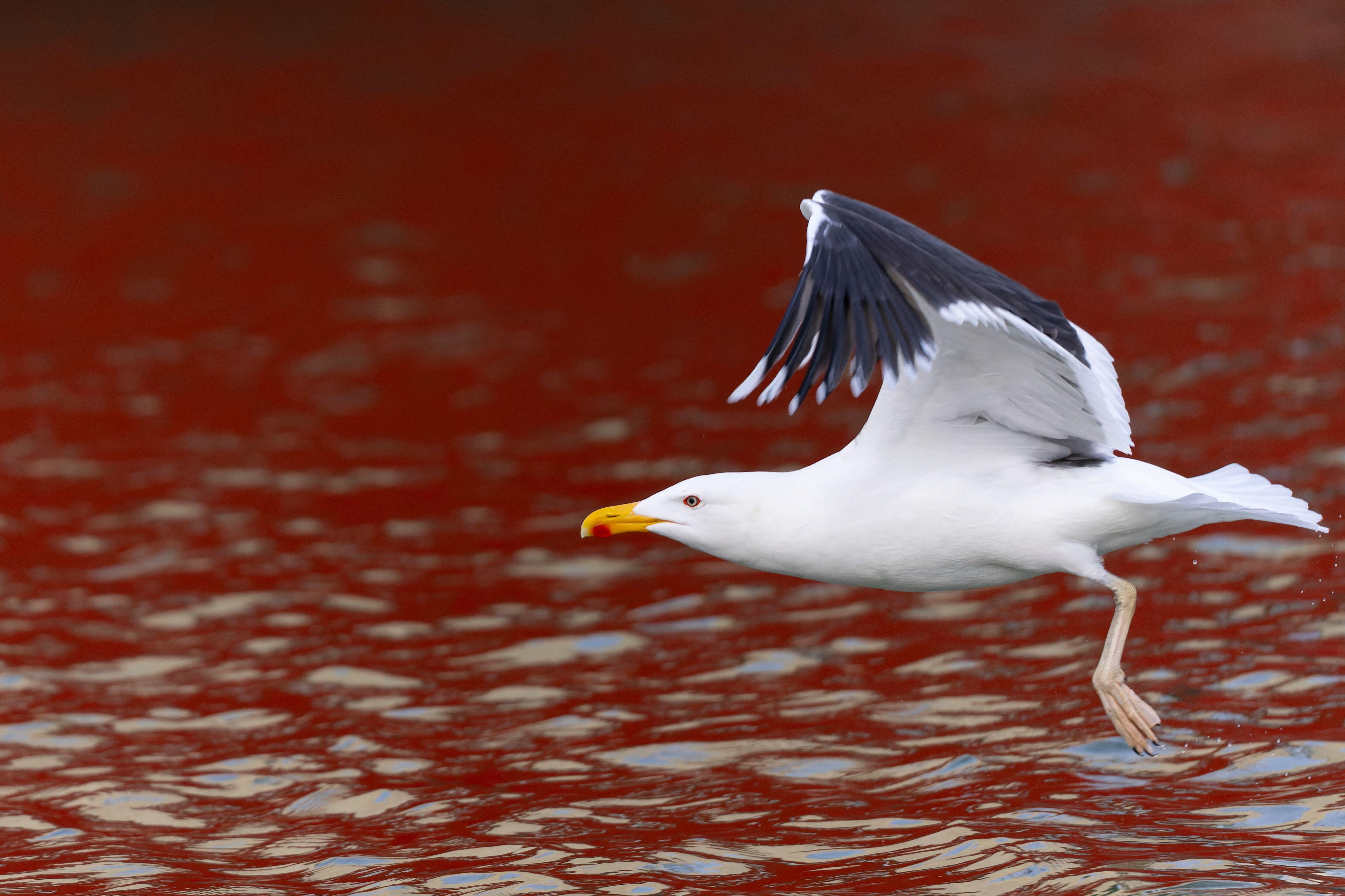 Large gull