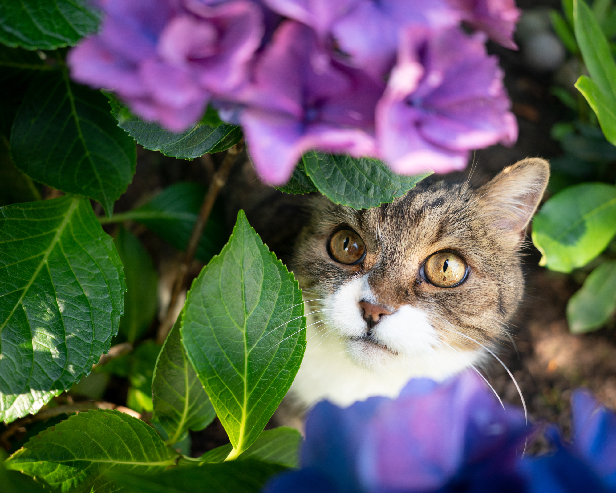 Cat looking up at hydrangea flower