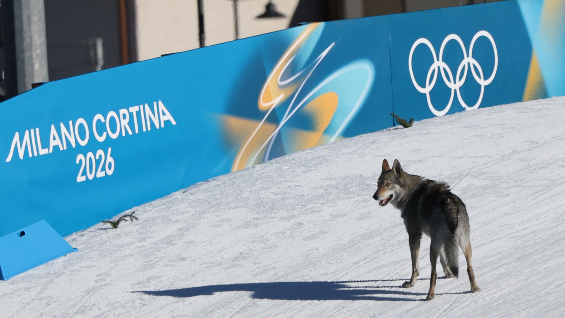 A wolfdog on the ski trail at the 2026 Winter Olympics