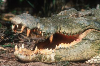a close up of a saltwater crocodile with its jaws open