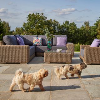 Two small brown dogs on patio area in front of seating and table
