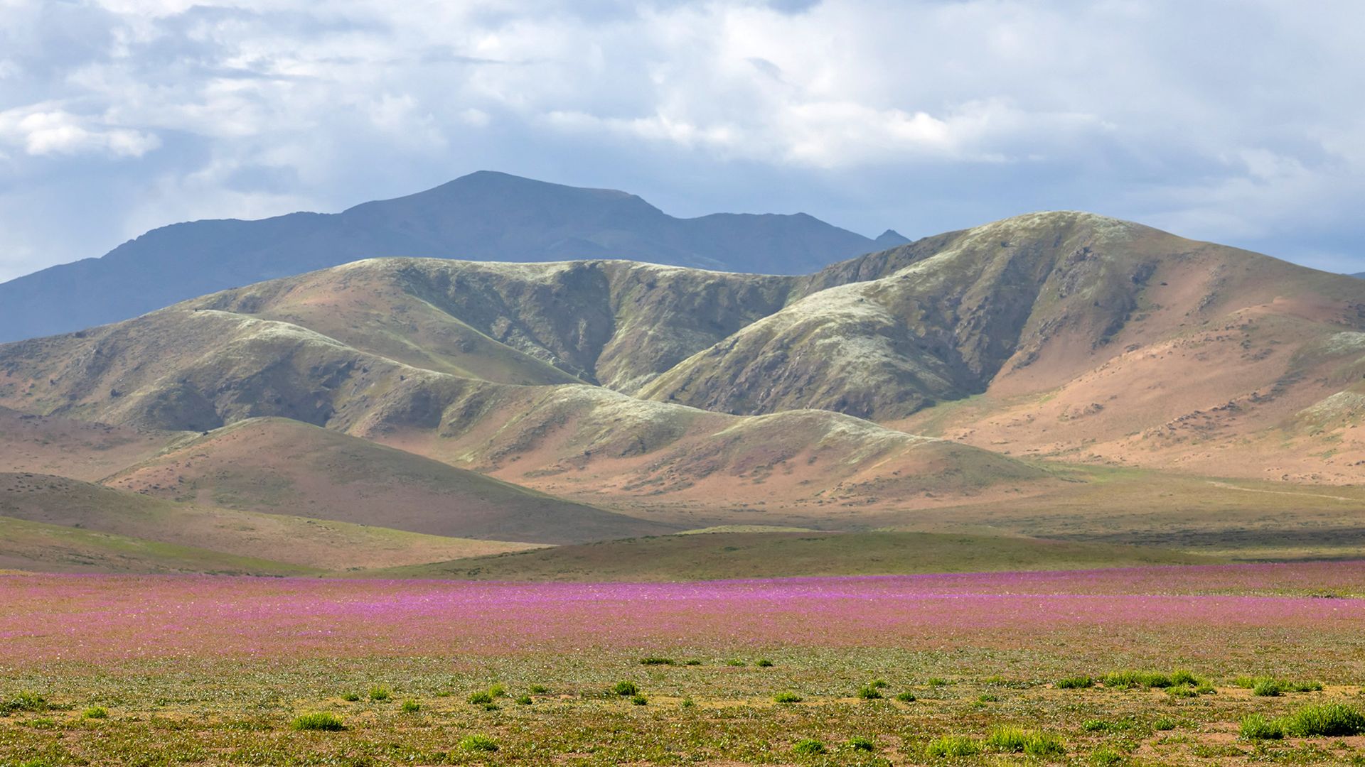 A patch of pink flowers is seen in front of a mountain range.