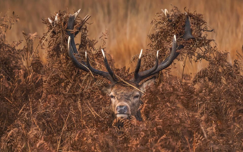 Stunning wildlife photography scoops top prize at Environmental ...