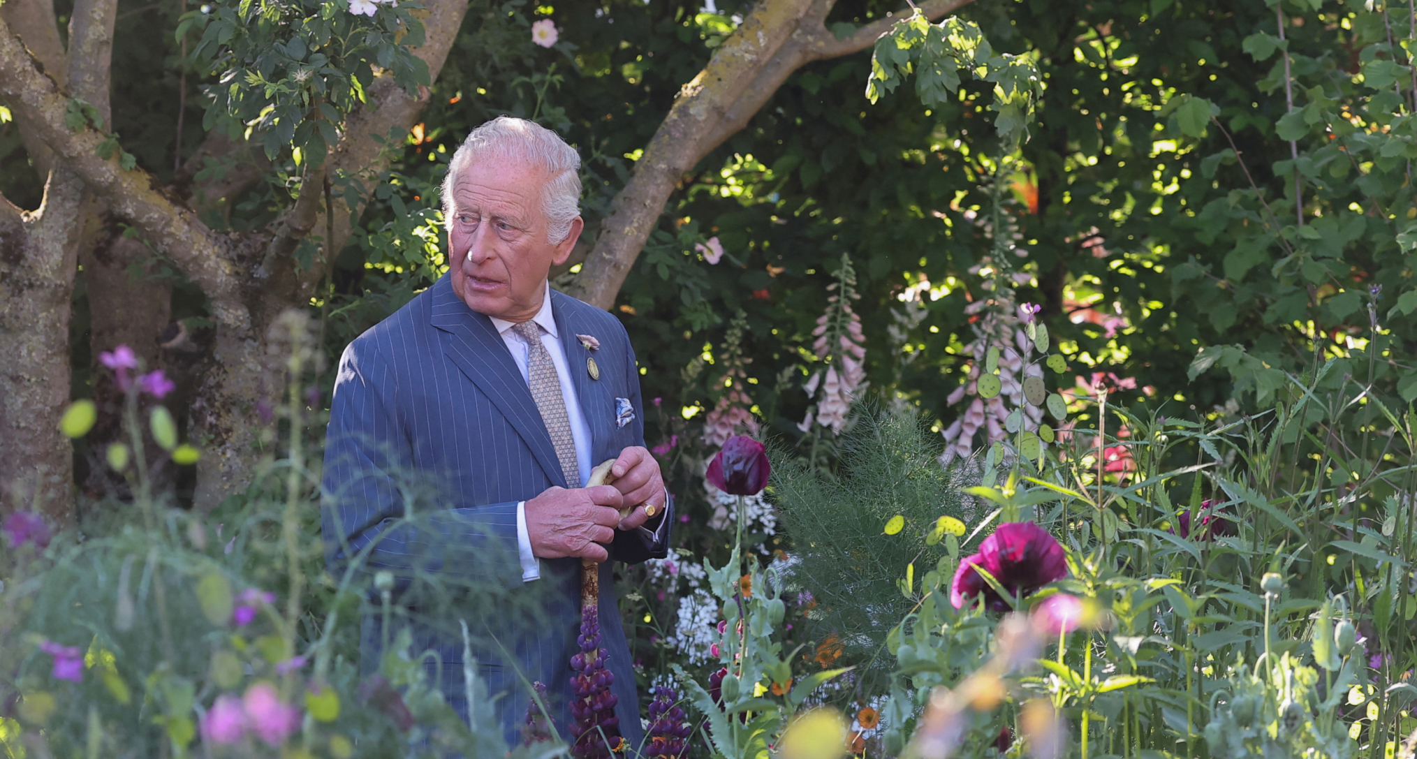 King Charles walking in a flower field