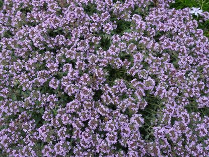 Purple Woolly Thyme Ground Cover