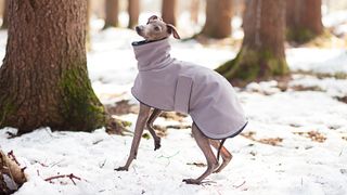 Greyhound playing in the snow wearing a winter jacket