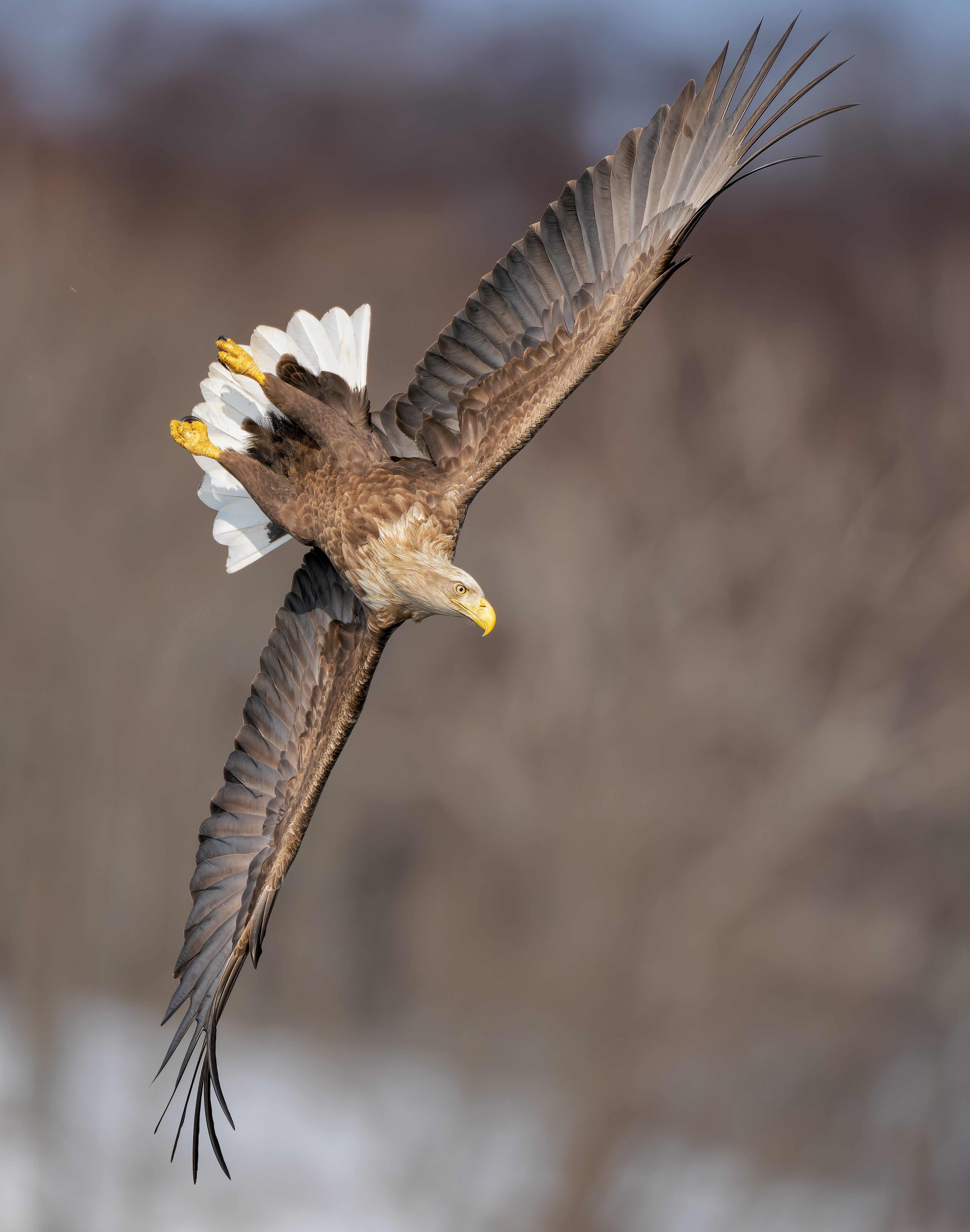 white-tailed eagle