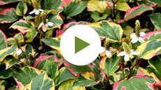 Houttuynia cordata ‘Chameleon’