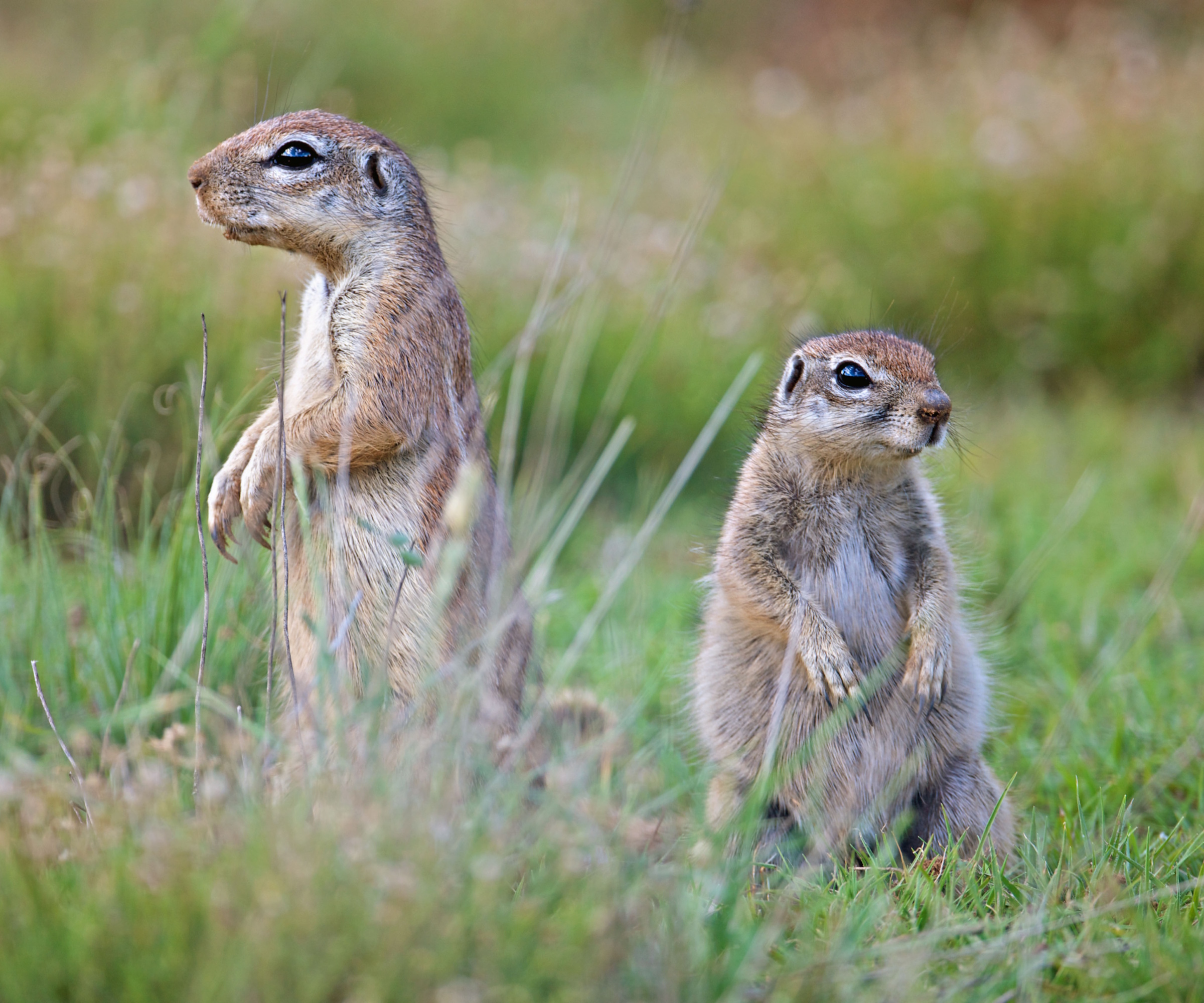 Ground squirrels