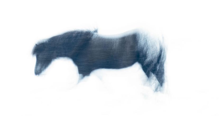 Photograph of a horse titled &lsquo;Blizzard&rsquo;, by equine photographer Carys Jones, captured in Iceland in a January snowstorm and created in-camera using a slow shutter speed.