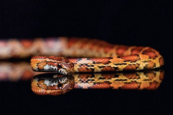 Corn snake